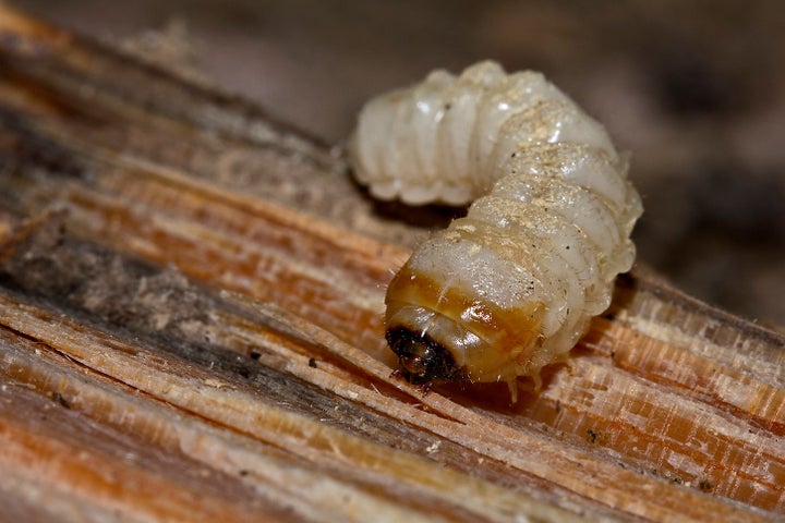 The larvae of the dead wood-eating longhorn beetle feeding on pine stump overgrown by fungi.