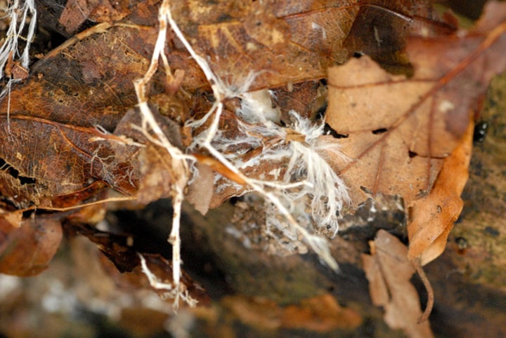 Fungi may cover large areas and connect distant patches of the ecosystem, connected by its mycelium.