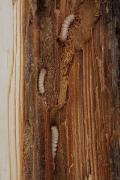 Borers like dark-colored (fungi-overgrown) wood.