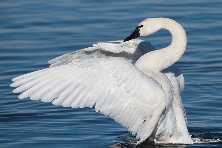 Tundra Swan.