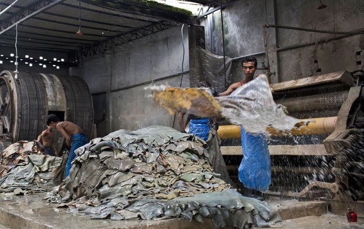 A Bangladeshi worker throws a washed rawhide onto a pile inside a factory at the highly polluted Hazaribagh tannery area on the banks of the River Buriganga in Dhaka, Bangladesh