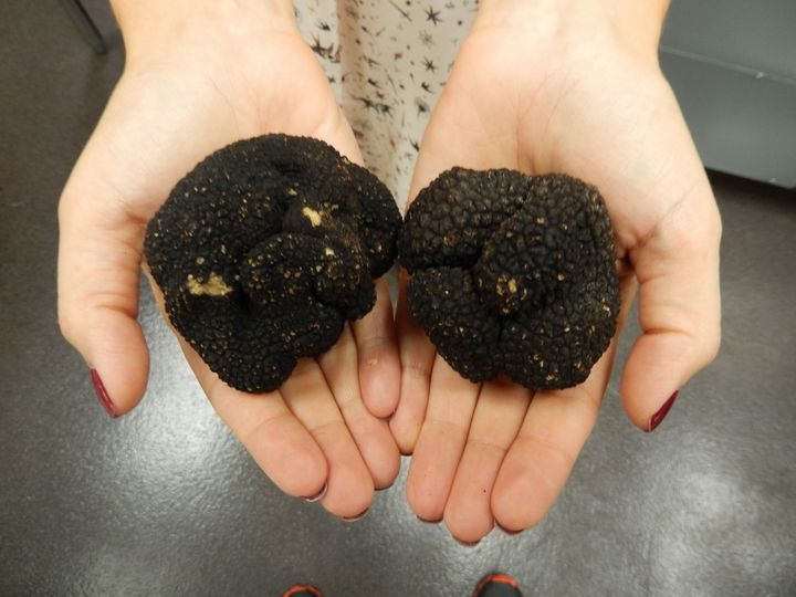 Black truffles the size of your palm costs several hundreds of dollars each courtesy of the Truffle Brothers. 