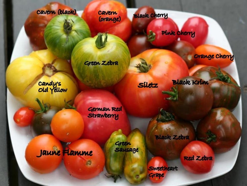 <em>The many faces of tomatoes all beautiful and delicious. </em>