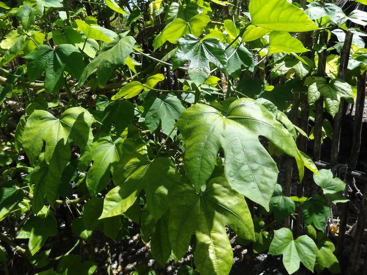 Chaya is high in protein, has anti-diabetes effects and grows well on atolls.