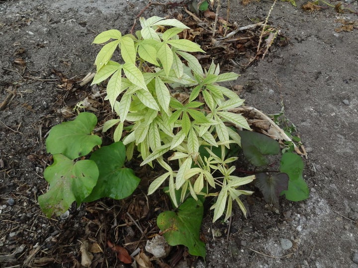 Cassava struggles to grown in the salty and high pH of atoll soil, with yellow leaves indicating iron deficiency. 