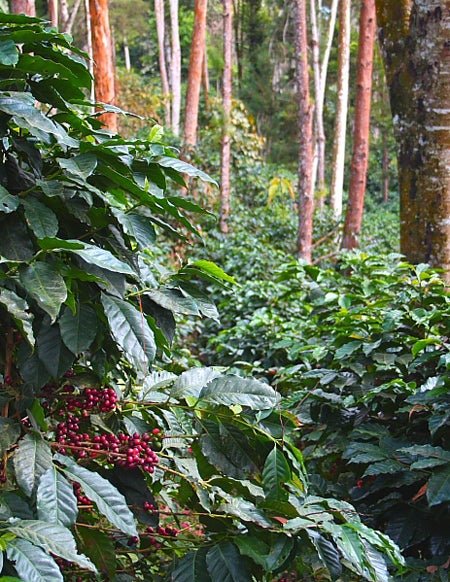 Coffee agroforestry / Rainforest Alliance