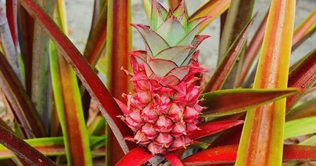 Pink Pineapples Are Here To Bring A Little Magic Into Our Lives