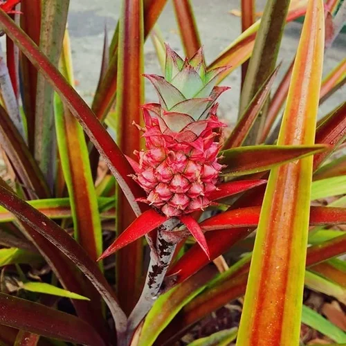 Pink Pineapples Are Here To Bring A Little Magic Into Our Lives | HuffPost  Life
