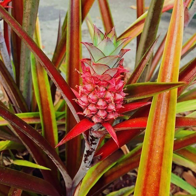 A pink pineapple growing on the plant.