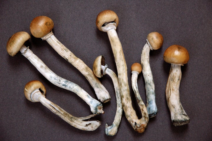 Recreational drug users around the world consume dried mushrooms like these, which contain psilocybin.