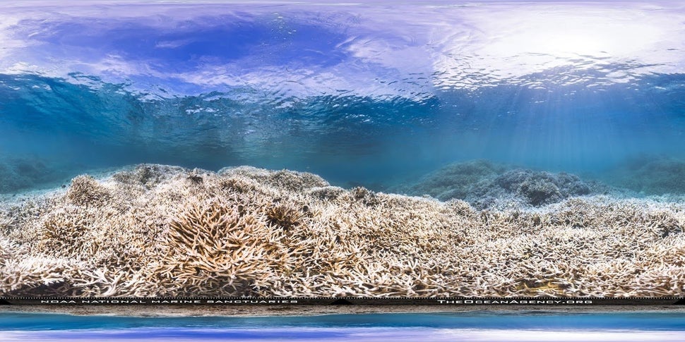 The staghorn coral population in the Airport Pool area off the island of Tutuila, American Samoa, suffered massive damage during a 2015 bleaching event.