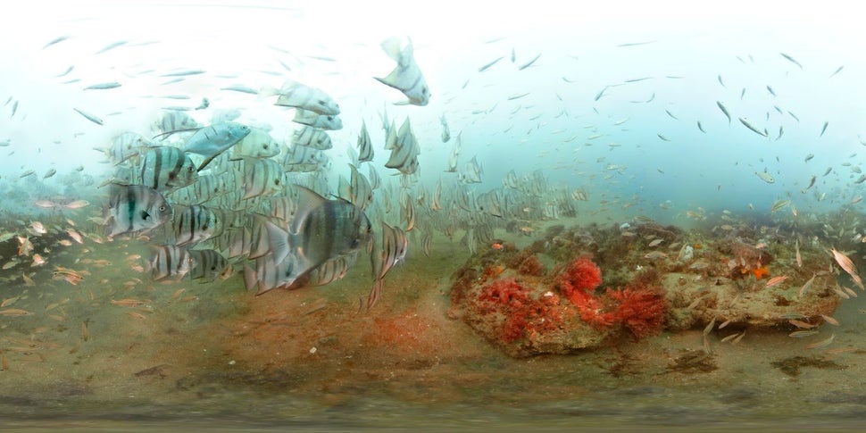 Divers visiting Gray's Reef National Marine Sanctuary are often surrounded by fish.