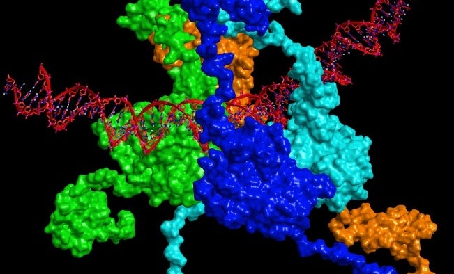 The model of full-length tumor protein 53 (p53) bound to DNA. p53 plays a crucial role in multicellular organisms, conserving the stability of DNA by preventing mutations and thereby acting as a tumor suppressor. However, in approximately 50 percent of all human cancers, p53 is mutated and rendered inactive. Therefore, reactivation of mutant p53 using small molecules has been a long-sought-after anticancer therapeutic strategy. Here, the surface of each p53 monomer is depicted with a different color.