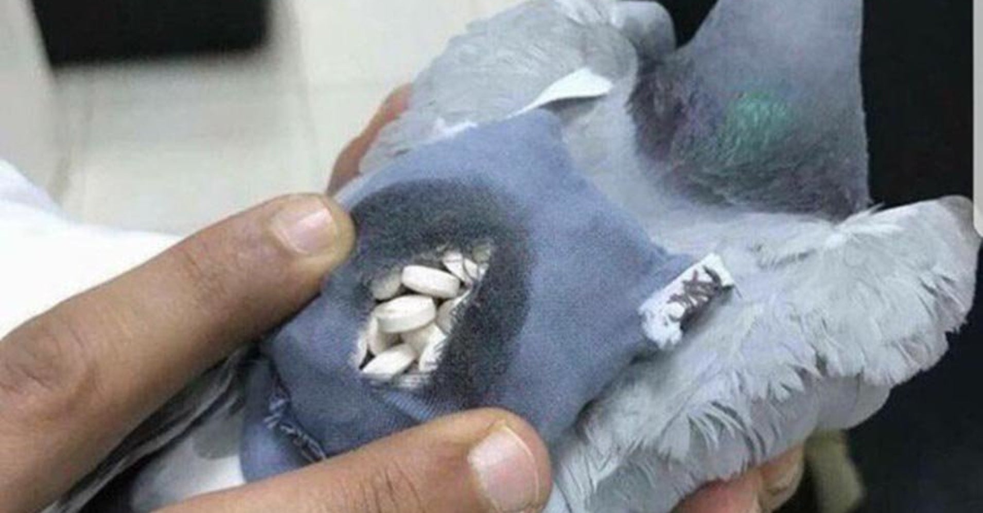 Pigeon Grounded After It's Caught Smuggling Drugs In Tiny Backpack HuffPost