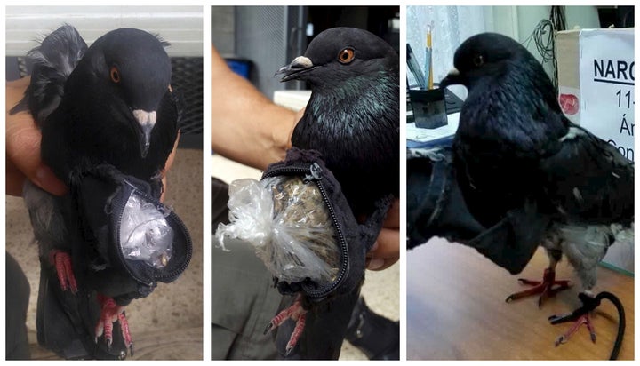 A Costa Rican prison guard is seen holding a pigeon strapped with a bag filled with drugs in 2015.