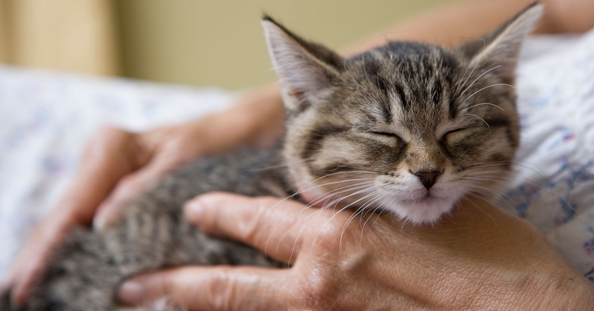 This Vet Clinic Is Seeking A Professional Cat Cuddler Huffpost 