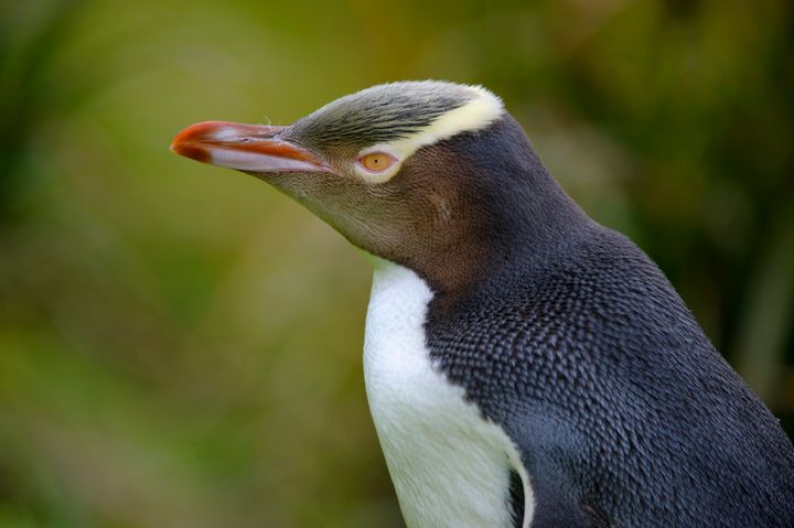 The yellow-eyed penguin is named for the band of yellow that runs from its eyes to the back of its head. 