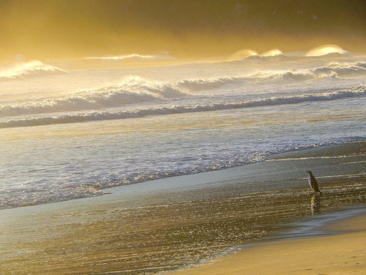 A yellow-eyed penguin on the Otago Peninsula stares out at the ocean. 