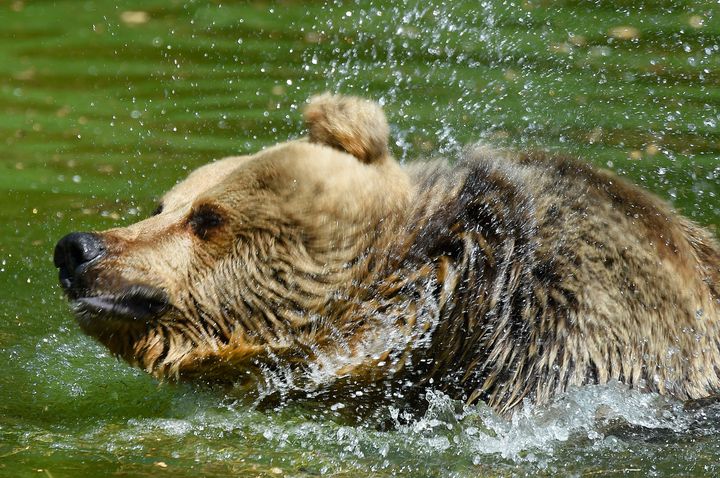 A big brown bear cools down in the icy cold lake at Whipsnade Zoo on Friday