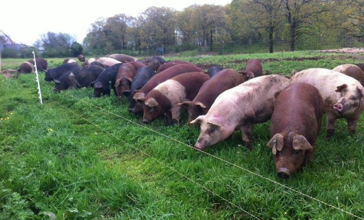 Marshall Bartlett returned to his family farm in Como, Mississippi, to raise pastured hogs. It was his hope to help revive the farm and his hometown.