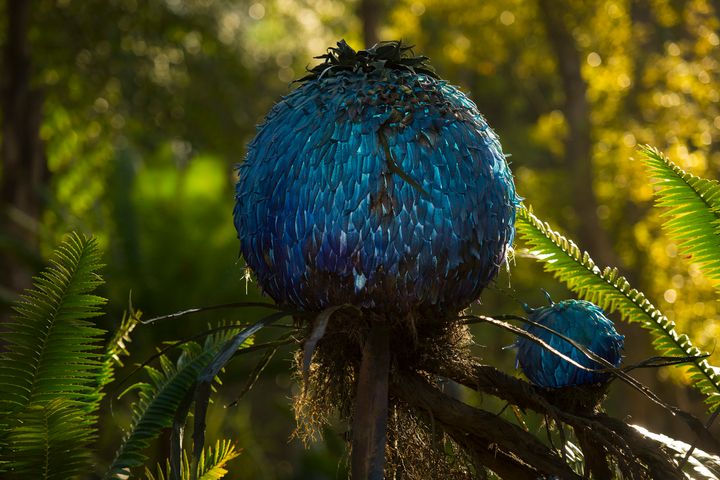 Puffball plant on Pandora - The World of Avatar at Disney’s Animal Kingdom