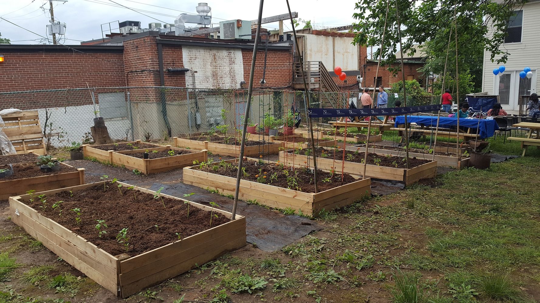 Community Connections Launches Urban Farming Project In Dc 