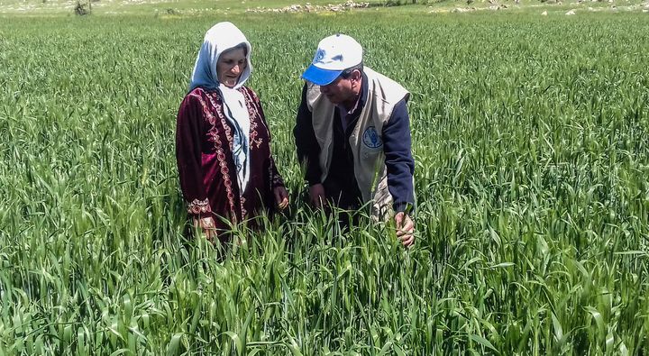 Syria, 2016: A woman checks her wheat crop in Muhradah district, in the Governorate of Hama, after receiving wheat seeds as part of an FAO project funded by the UK Department for International Development. The project increased the availability of and access to food for vulnerable households living in crisis-affected areas. 