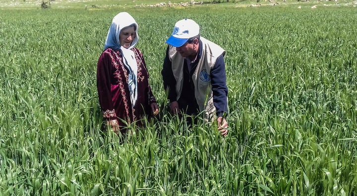 Syria, 2016: A woman checks her wheat crop in Muhradah district, in the Governorate of Hama, after receiving wheat seeds as part of an FAO project funded by the UK Department for International Development. The project increased the availability of and access to food for vulnerable households living in crisis-affected areas. 