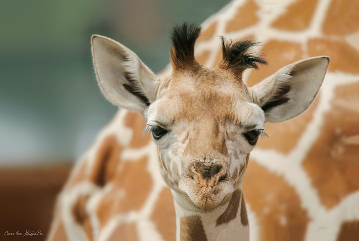Baby giraffe Tajiri on May 16, 2017 at Animal Adventure Park in upstate New York.