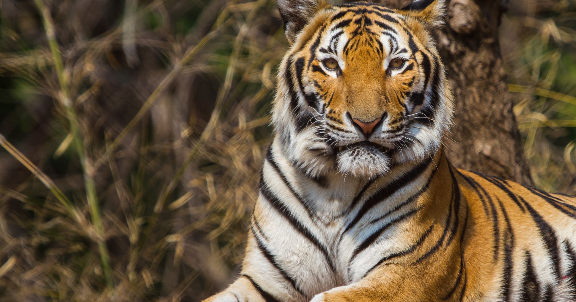 Tiger Attacks And Kills Keeper At U K Zoo Huffpost