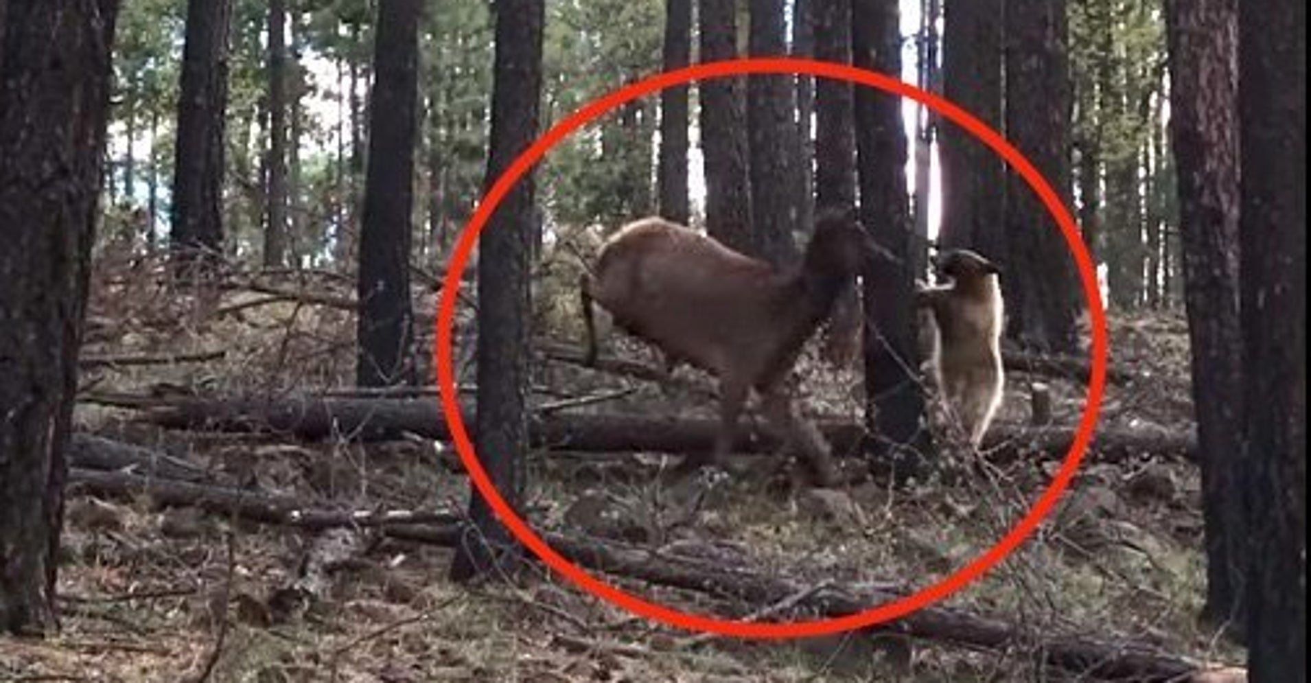 WATCH Mama Elk Fights Off A Bear To Save Her Calf HuffPost