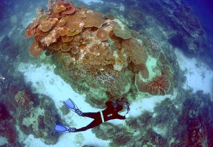 A ranger inspects the Great Barrier Reef near Lady Elliot Island, Australia. The reef has experienced back-to-back bleaching events in 2016 and 2017.
