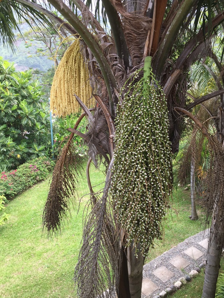 The Many Stages of Transformation of a Date Palm 