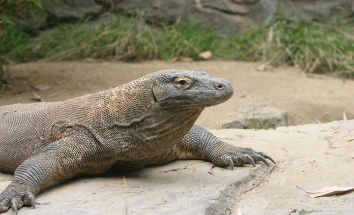The military’s Defense Threat Reduction Agency is looking to “extreme animals” such as komodo dragons to find new ways to defend against infections.