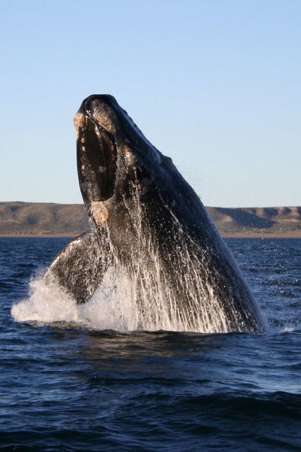 <a rel="nofollow" href="https://en.wikipedia.org/wiki/Southern_right_whale" target="_blank">Southern right whale</a> (Peninsu