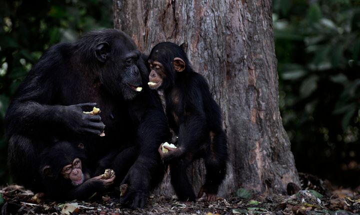 The crux of the agreement announced today stipulates that the NYBC and The HSUS are effectively splitting costs for long-term care of the chimpanzees, which will include day-to-day care and also the construction of improved sanctuary facilities.