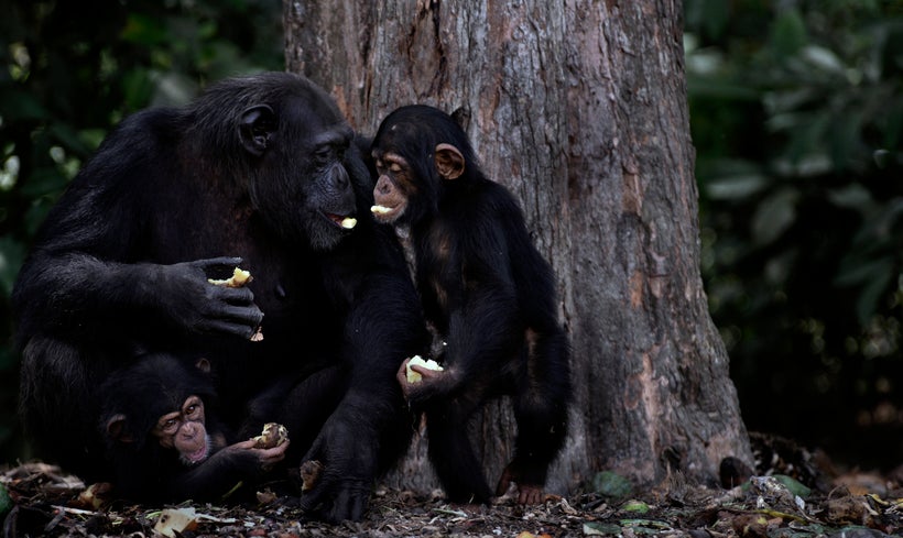 The crux of the agreement announced today stipulates that the NYBC and The HSUS are effectively splitting costs for long-term