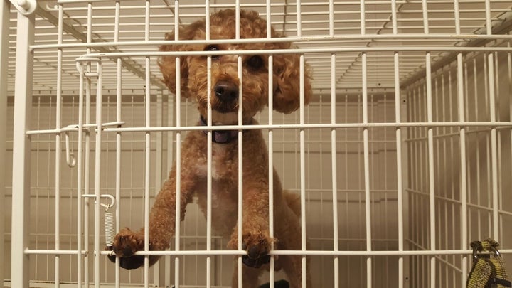 The poodle is doing surprisingly well after being rescued from inside a locked suitcase over the weekend.