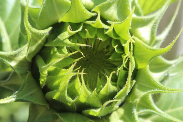 <p>There is beauty in every stage of life. Like motherhood, a sunflower is already beautiful even before it blooms.</p>