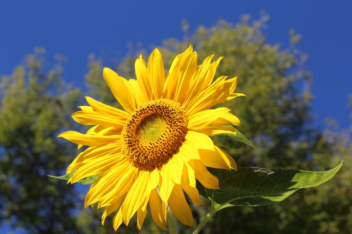 <p>I want my children to grow and shine!</p>