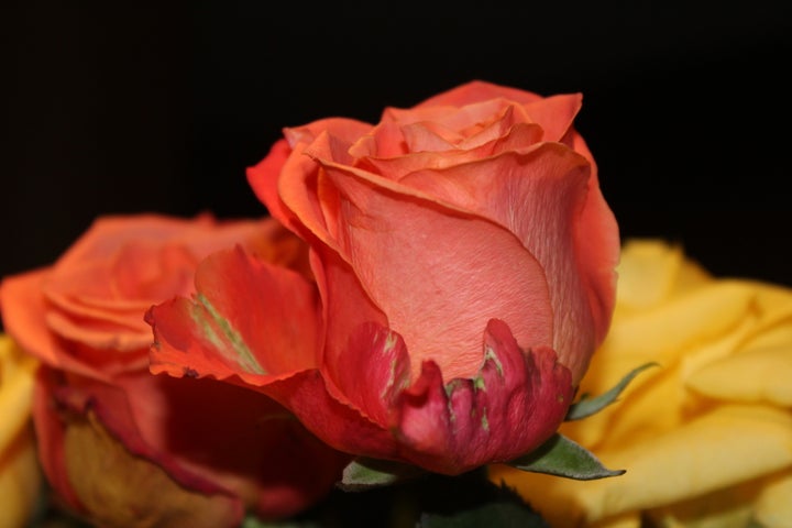 <p>Cherish the beauty of the moment.</p>