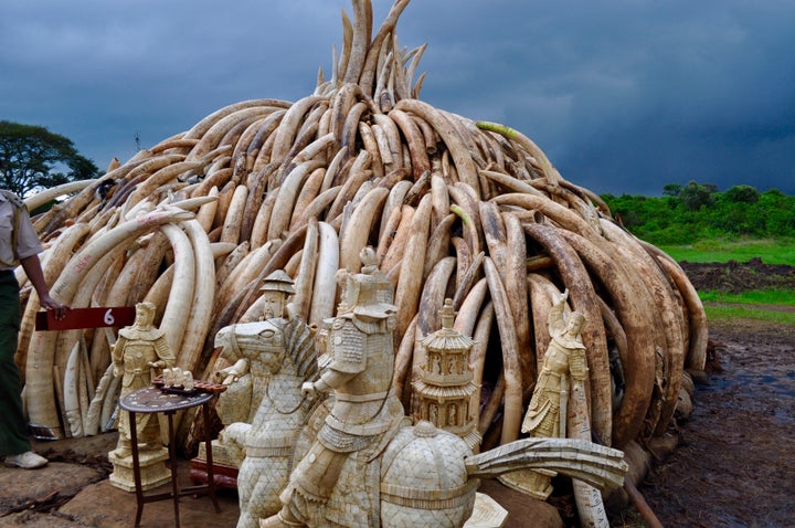 A pyre of ivory at Nairobi National Park in April 2016.