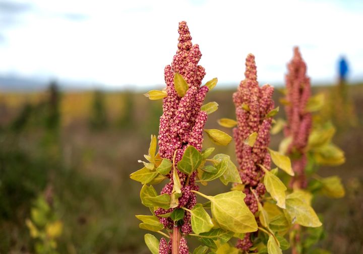 A closeup of flowering quinoa.