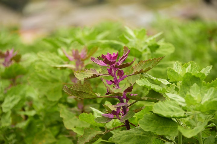 A field of quinoa plants.