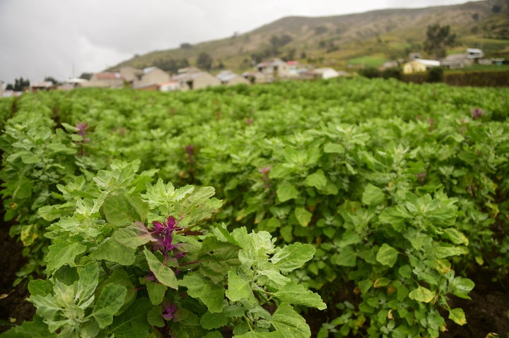 A field of green quinoa.