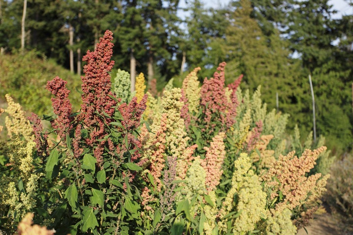 A field of flowering quinoa.