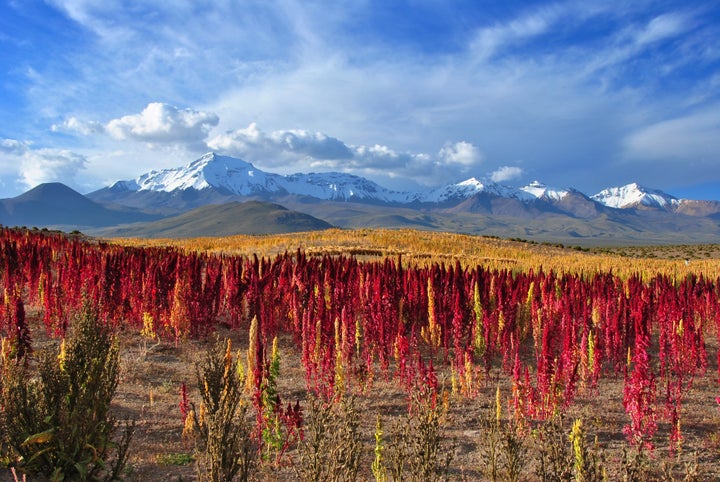 A field of ready-to-harvest quinoa.