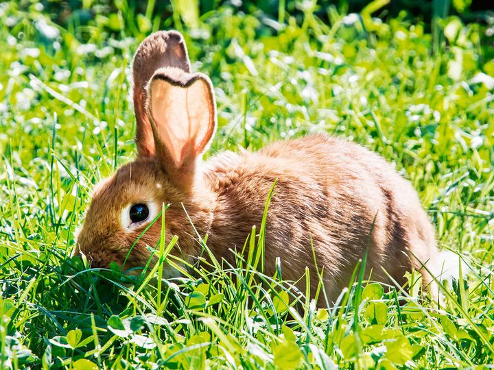 More than 500,000 animals are used in cosmetics testing each year, according to Cruelty Free International.