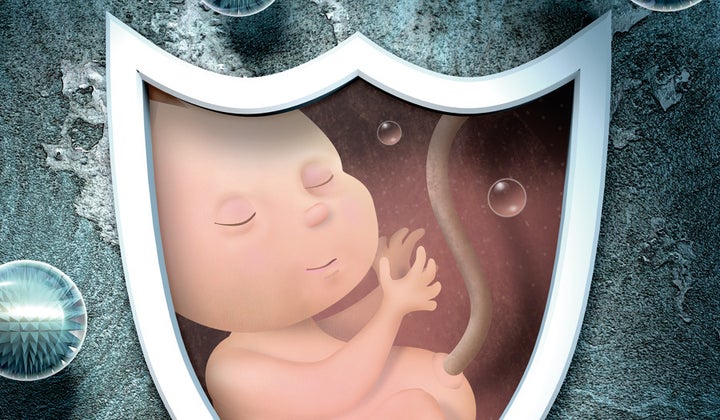 <p>Protective antibodies made in the pregnant woman’s body are transferred to the baby. Flu antibodies are a gift the mom gives her baby across the placenta. </p>