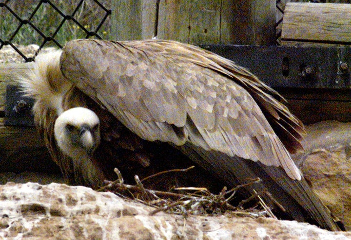 Yehuda, an 18-year-old Griffon vulture, sits protectively on his nest after a 12-hour-old chick was placed in his care at Israel's Jerusalem zoo in 1999.